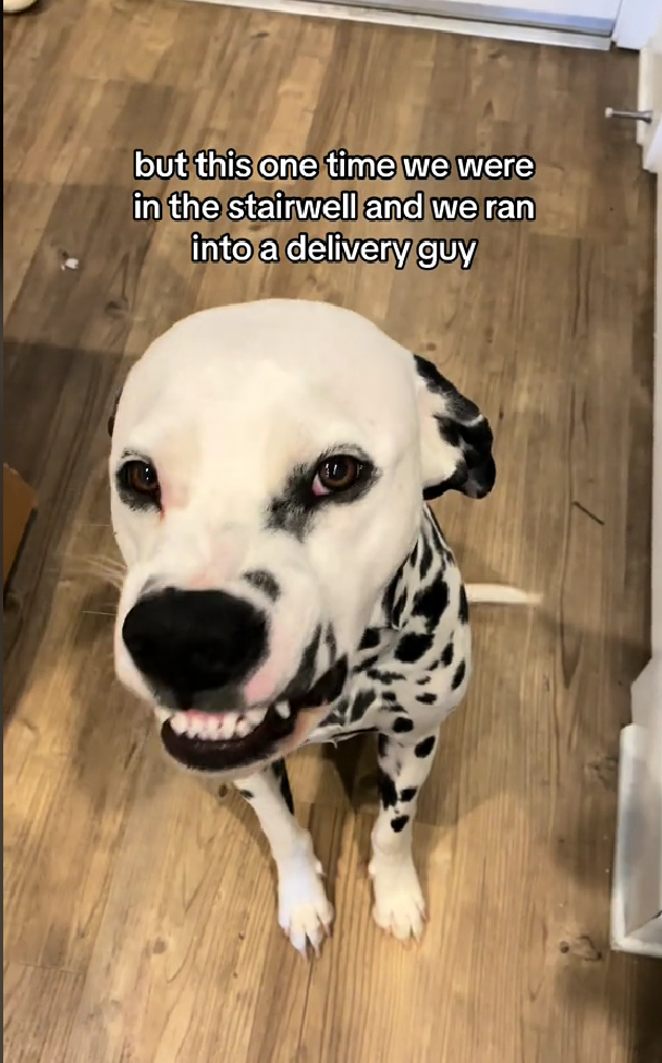 This Dalmatian’s Toothy Grin Has Millions Smiling Back – But Do Dogs Really Smile?
