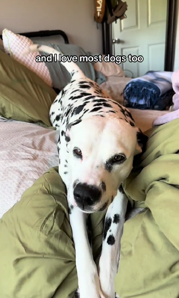 This Dalmatian’s Toothy Grin Has Millions Smiling Back – But Do Dogs Really Smile?