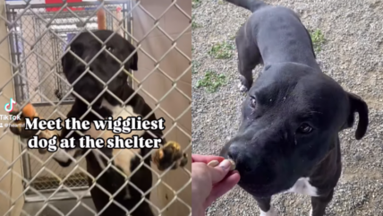 This Shelter Dog’s Tail Never Stops Wagging—Yet People Walk By as if He’s Invisible