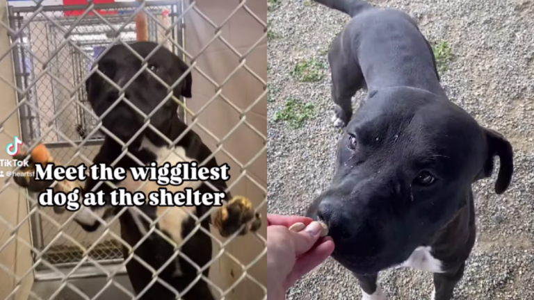 This Shelter Dog’s Tail Never Stops Wagging—Yet People Walk By as if He’s Invisible