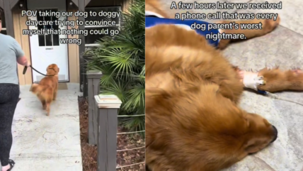 Pet Parent Thought Doggy Daycare Was Safe—Then Her Golden Retriever Was Rushed to the ER