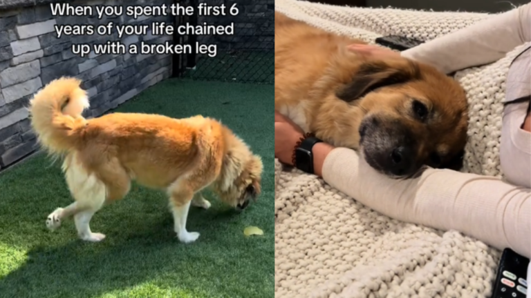 Dog Chained Up for 6 Years With Broken Leg Amazes Rescuers With Her Progress 