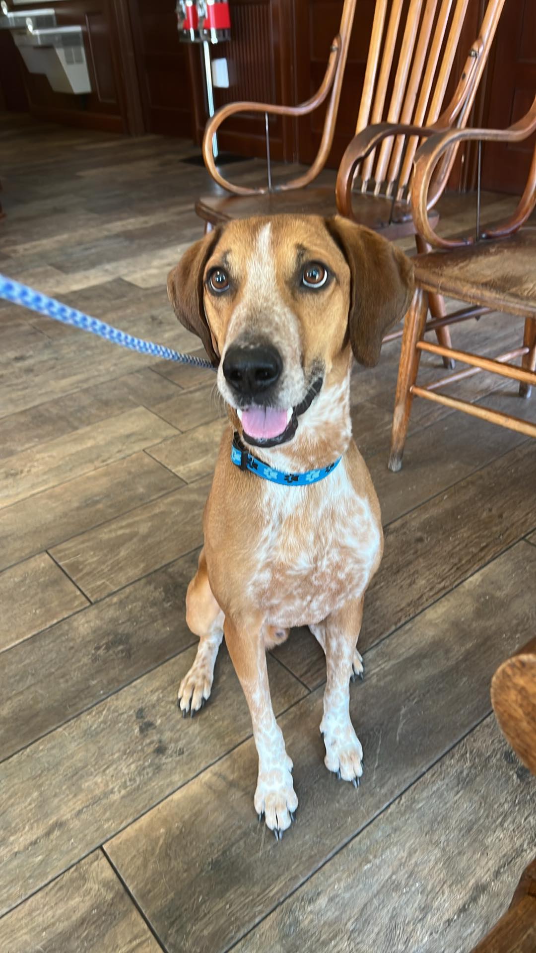 Copper is in desperate need of a new foster or an adopter