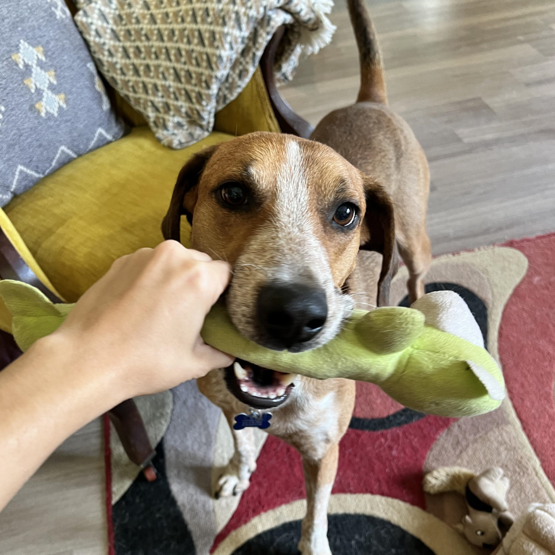 Copper is in desperate need of a new foster or an adopter