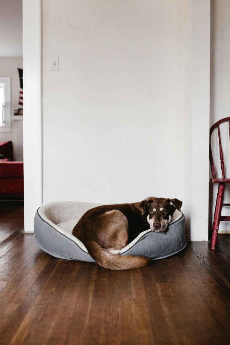 This Shelter Dog’s Tail Never Stops Wagging—Yet People Walk By as if He’s Invisible