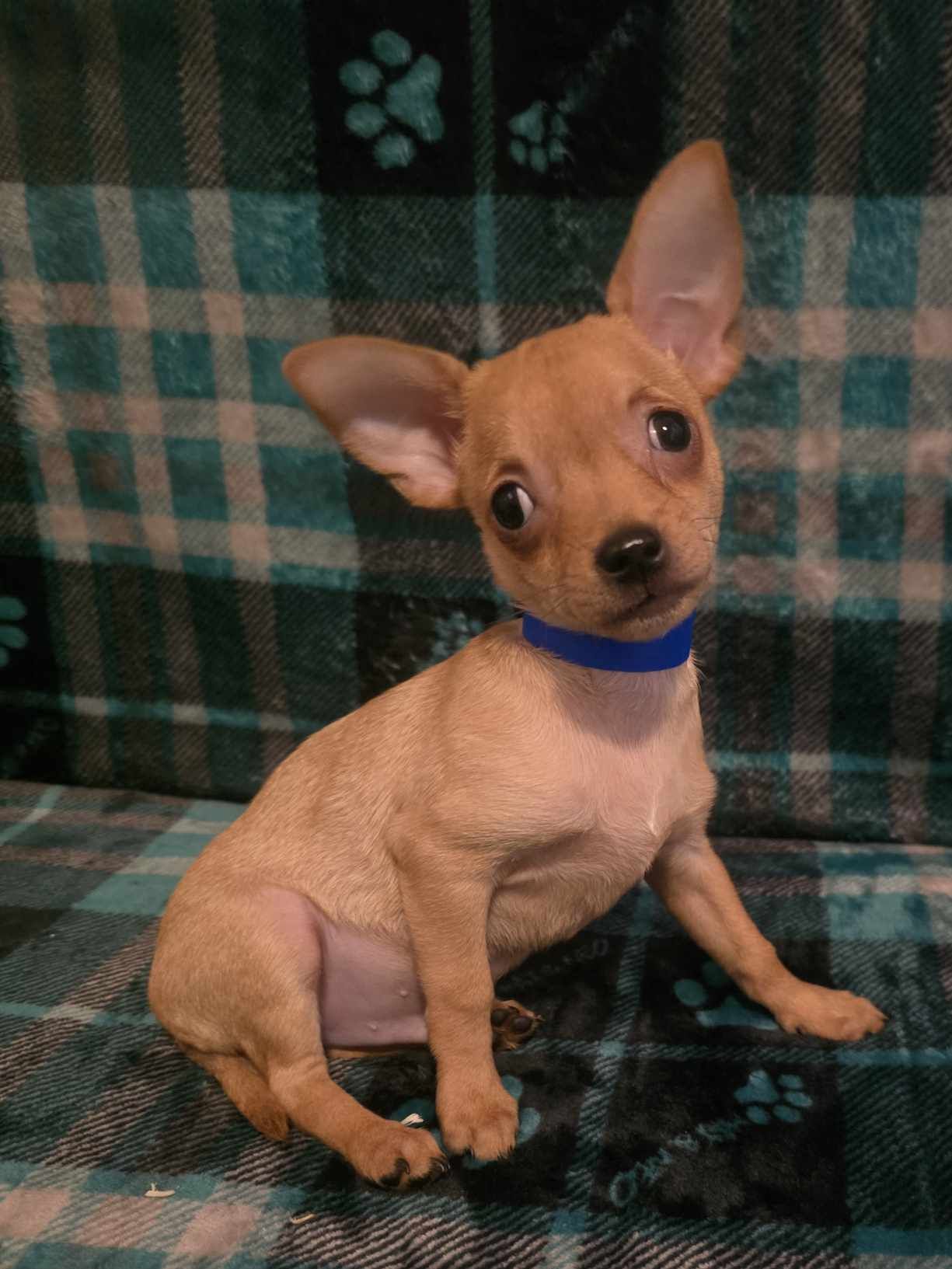 Tristan