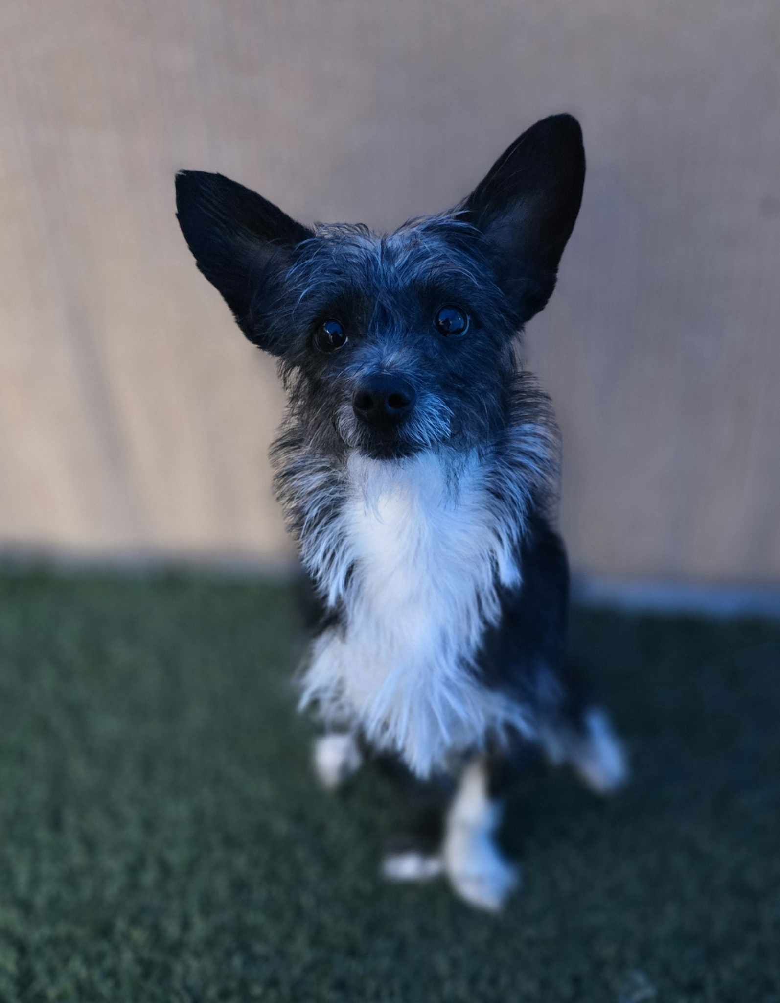 Zeus