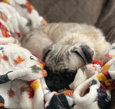 Ladybug the Pug TX