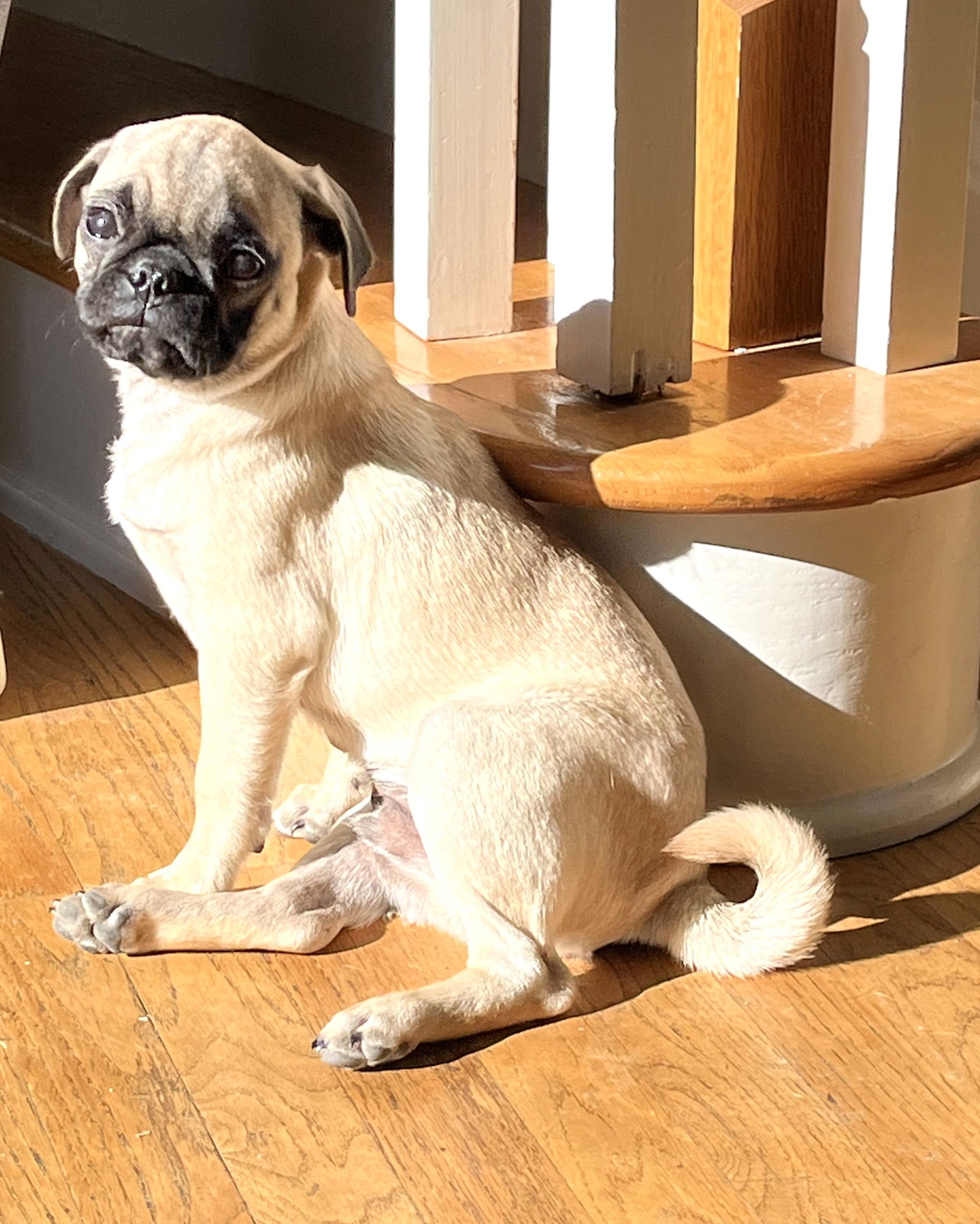 HUBERT THE PUG-SPECIAL NEEDS