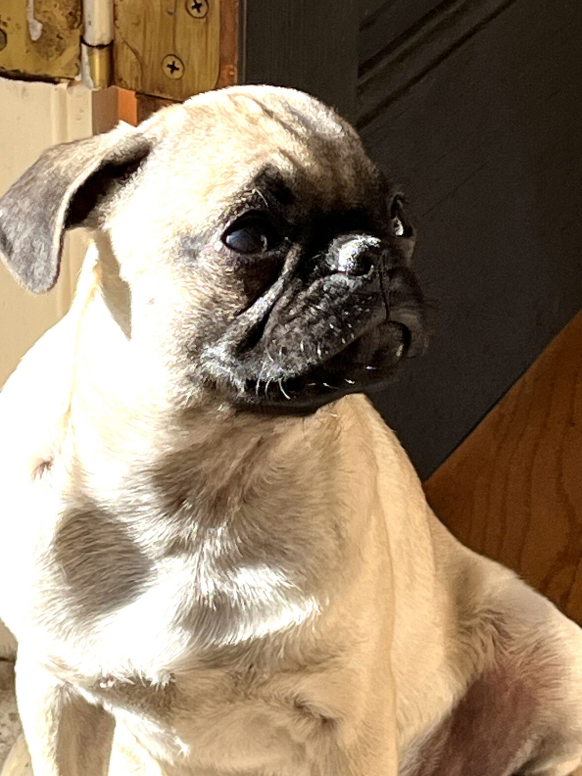 HUBERT THE PUG-SPECIAL NEEDS