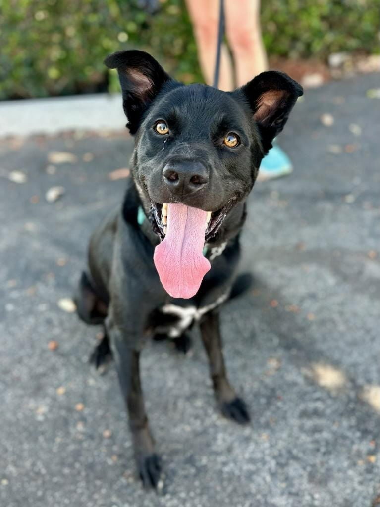 Kane-Foster or Adopt Me!