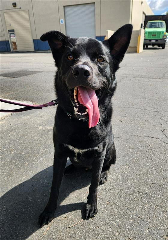 Kane-Foster or Adopt Me!