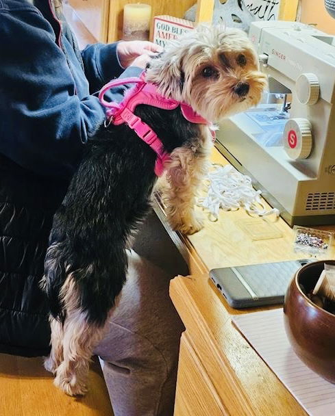 LuLu
