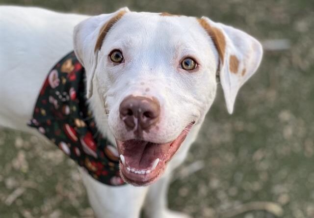 Tokyo, Sweet Dog With Beautiful And Soft White Coat, Is Up For Adoption 