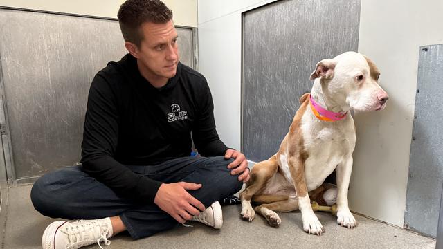 Watch the Moment Pittie is Tied to a Bench and Owner Walks Away 