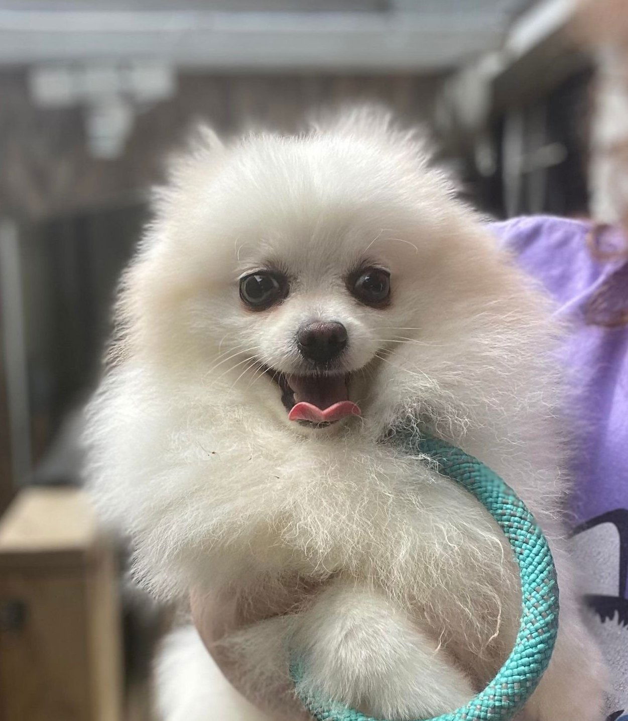 Archie