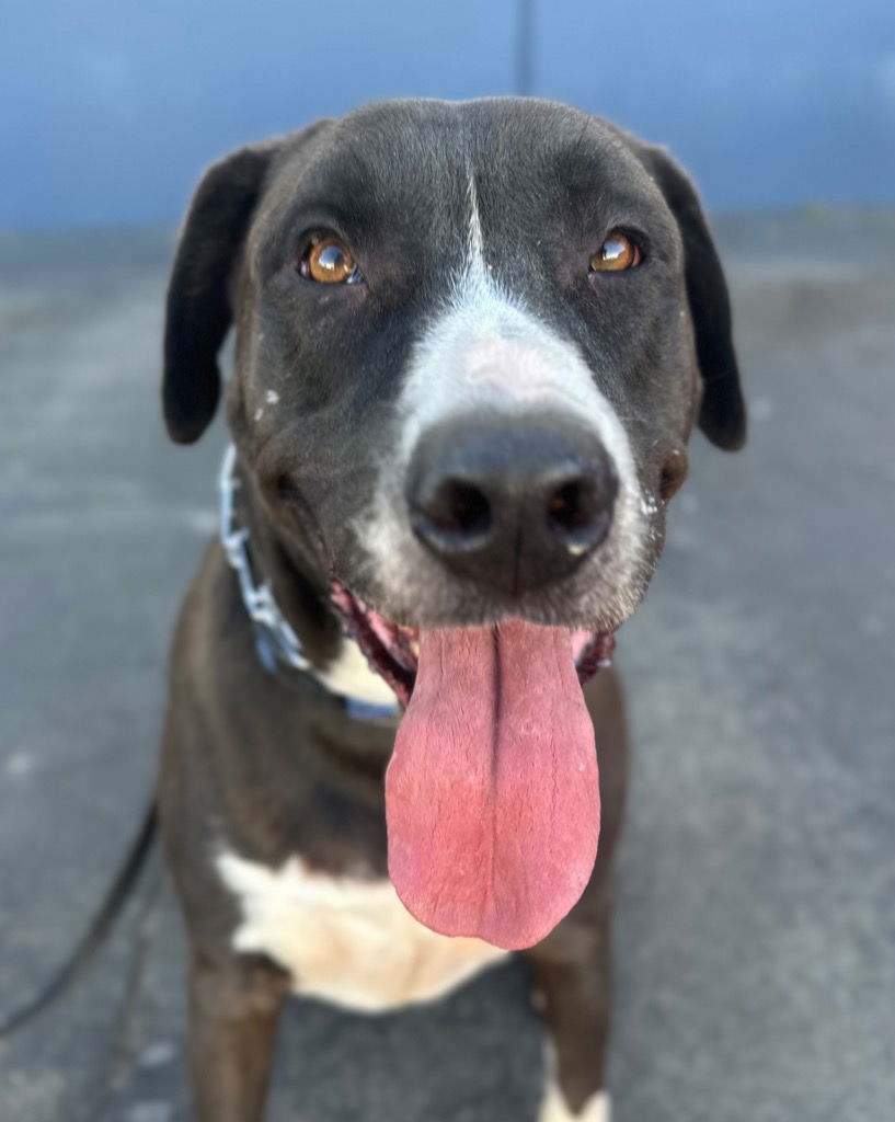 Tucker - Foster or Adopt Me!