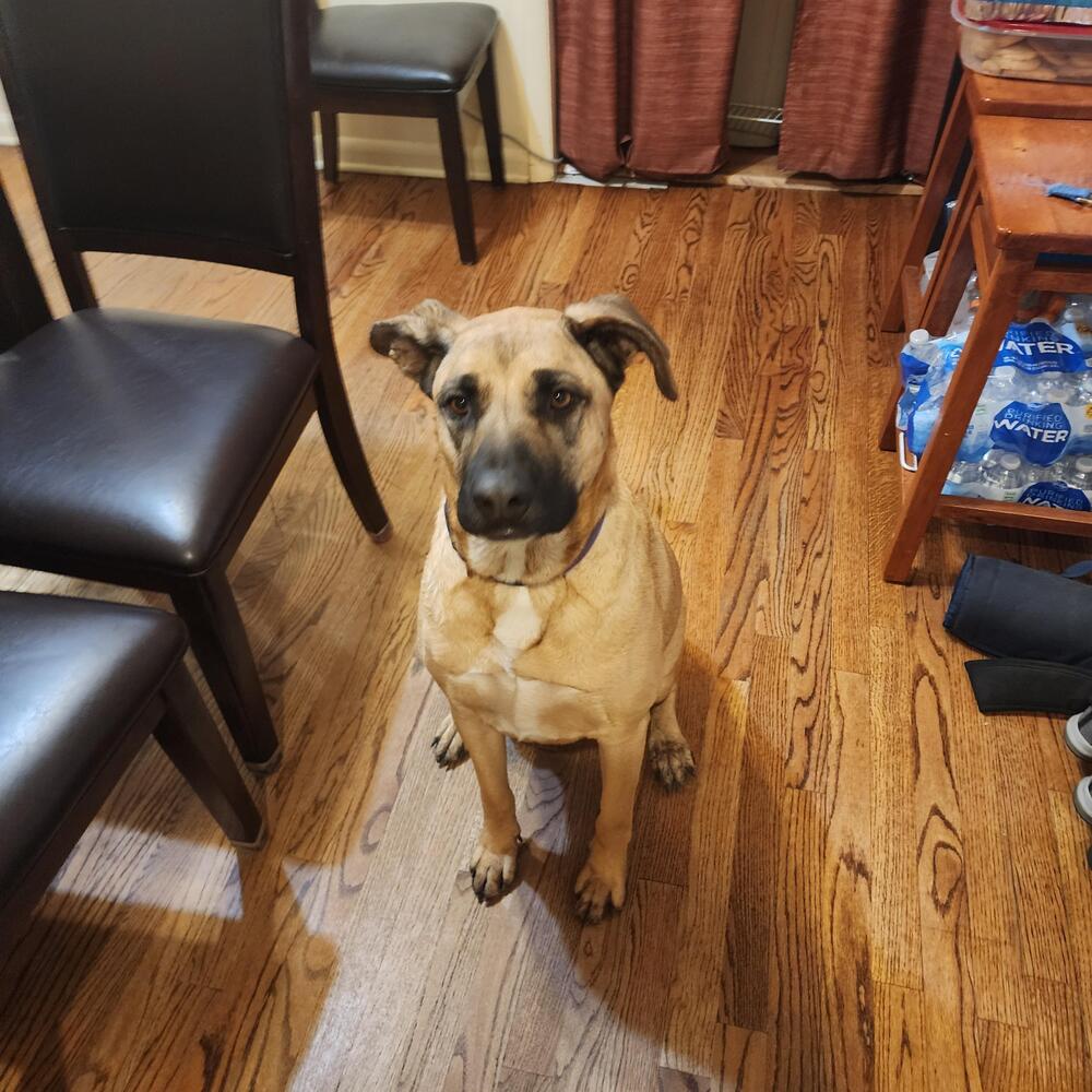 Massive Mastiffs - Mya (Mocha) (SPAYED)