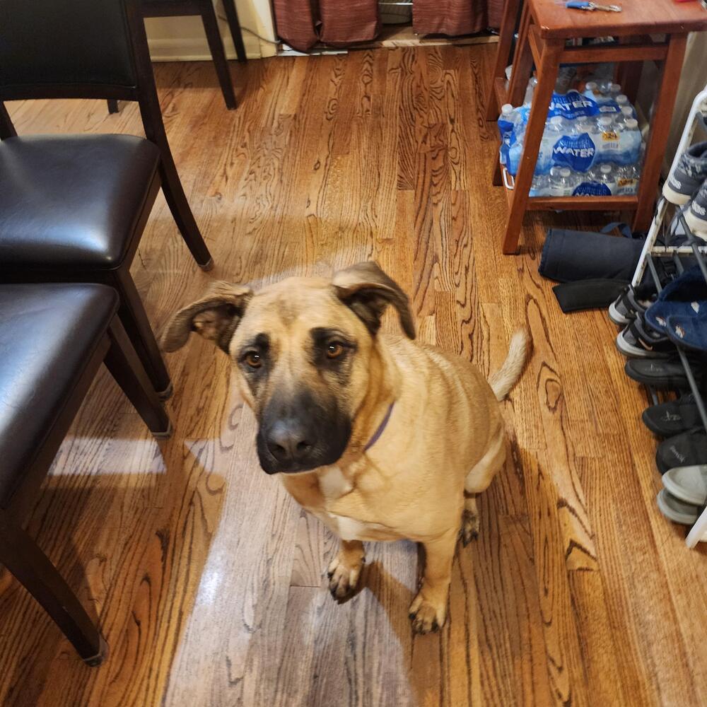Massive Mastiffs - Mya (Mocha) (SPAYED)