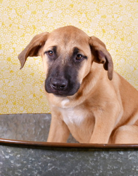 Massive Mastiffs - Mya (Mocha) (SPAYED)