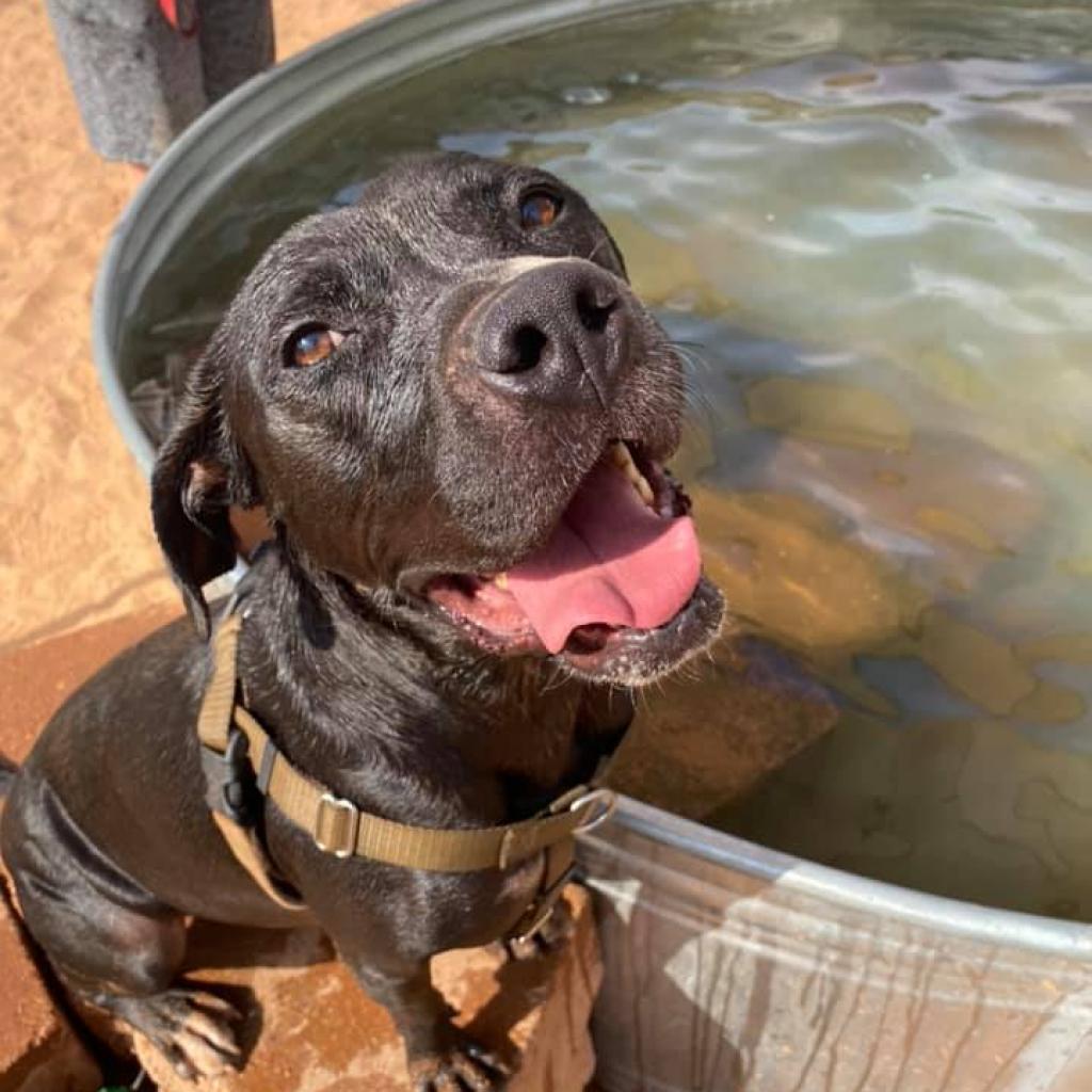 Boba