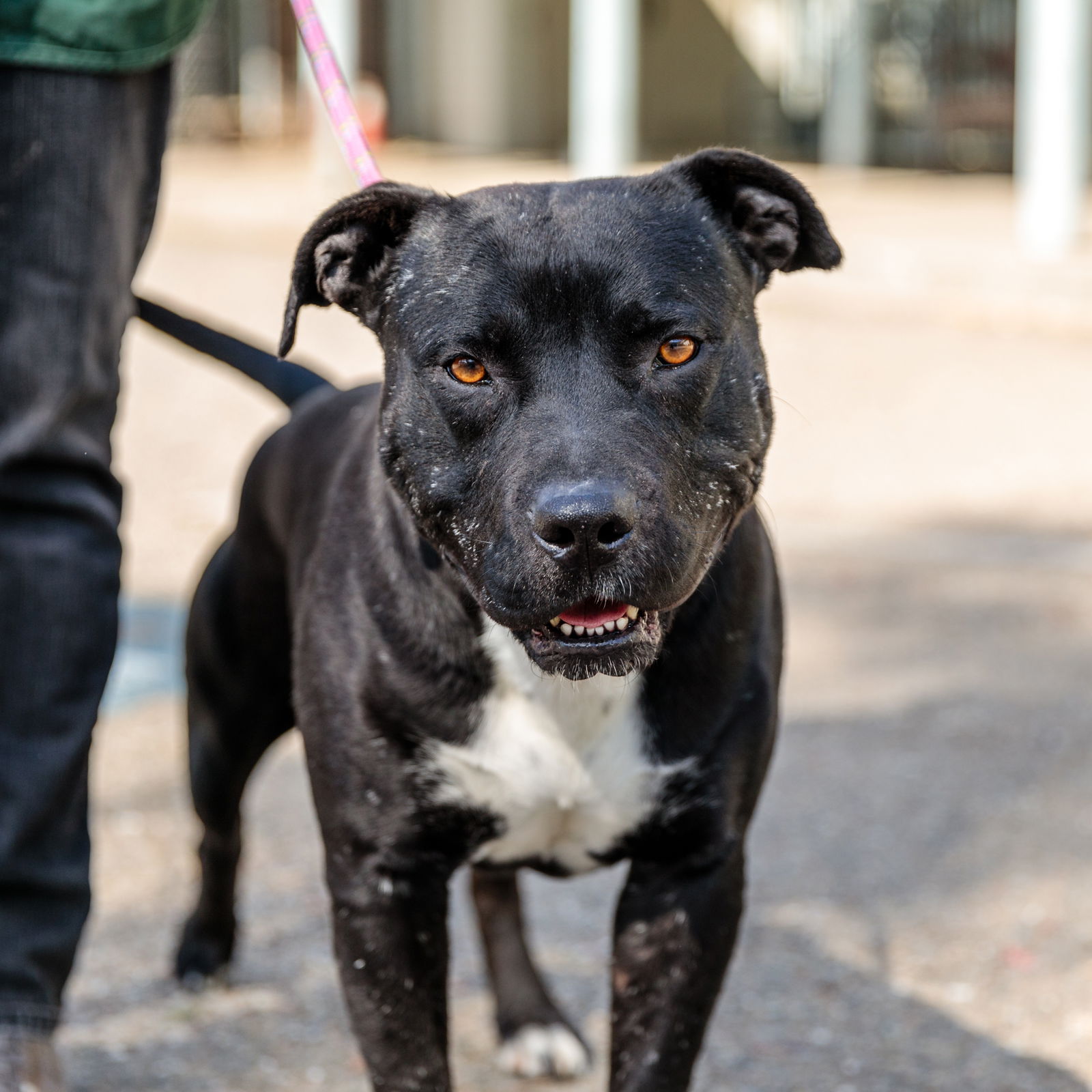 Puma, Handsome Dog, Is Ready To Bring His Laid-back Love And Affection 