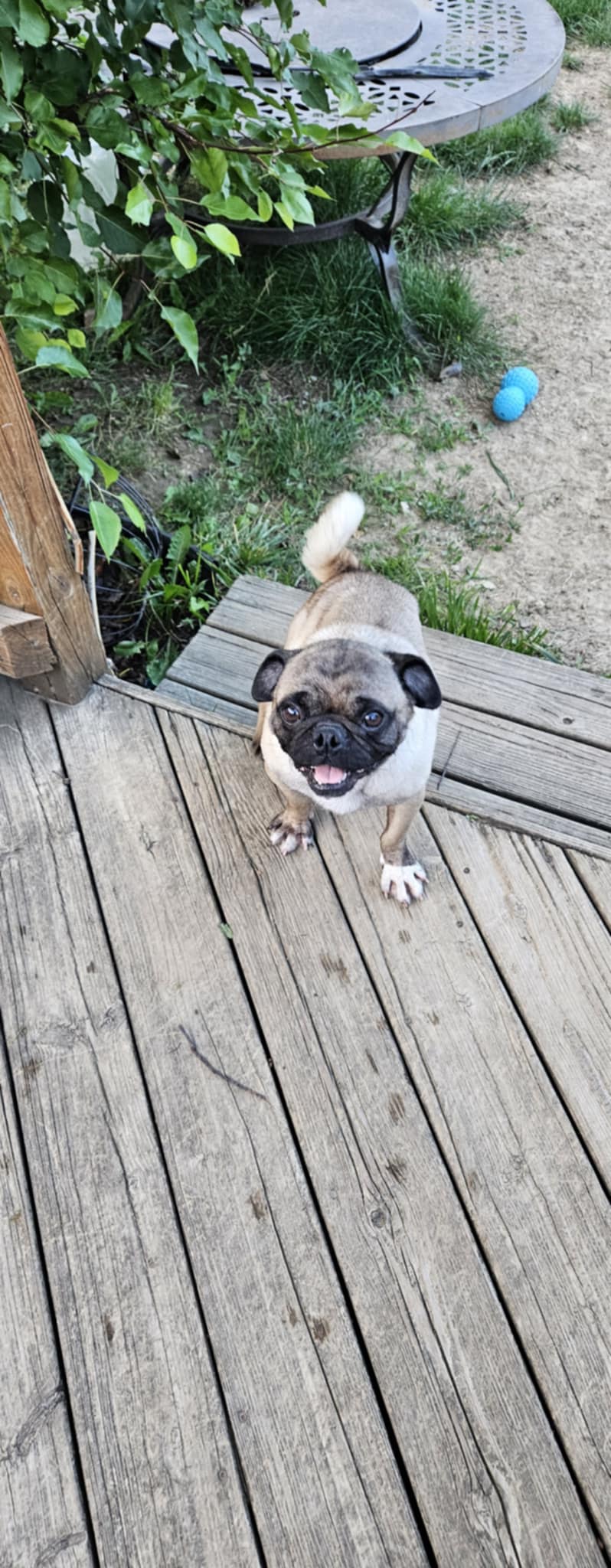 Buddy