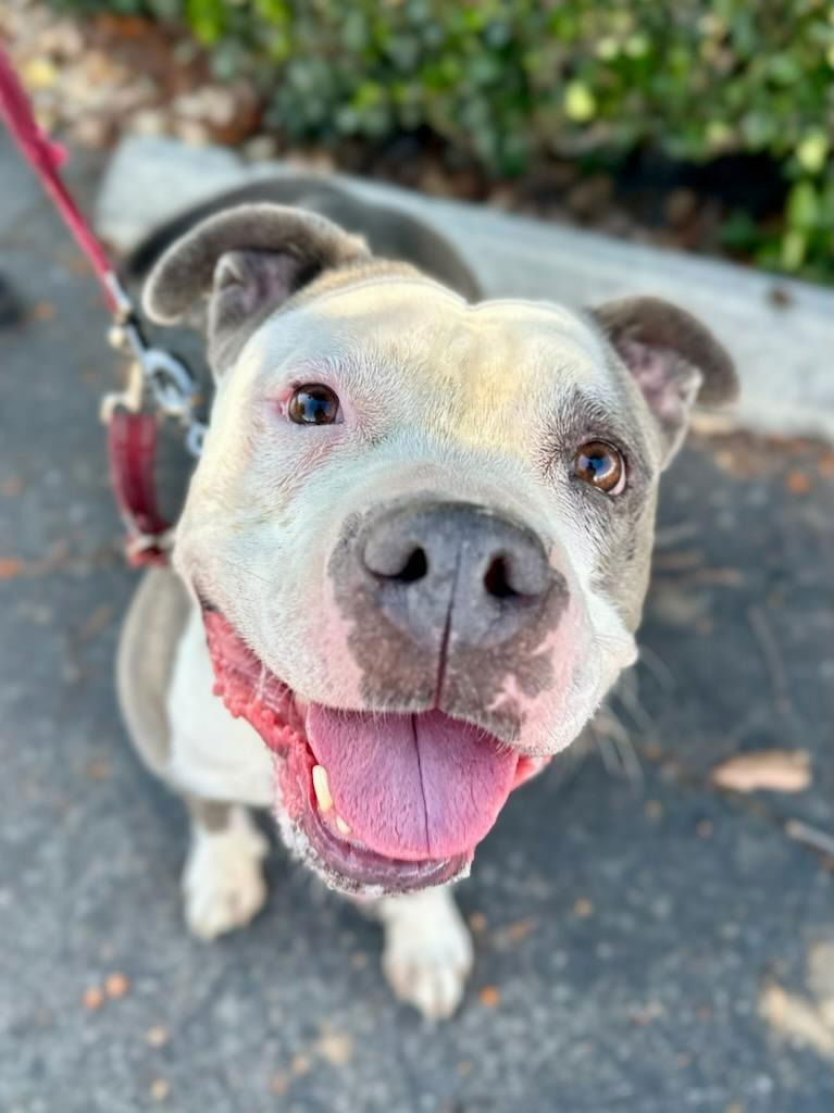 Gale - Foster or Adopt Me!