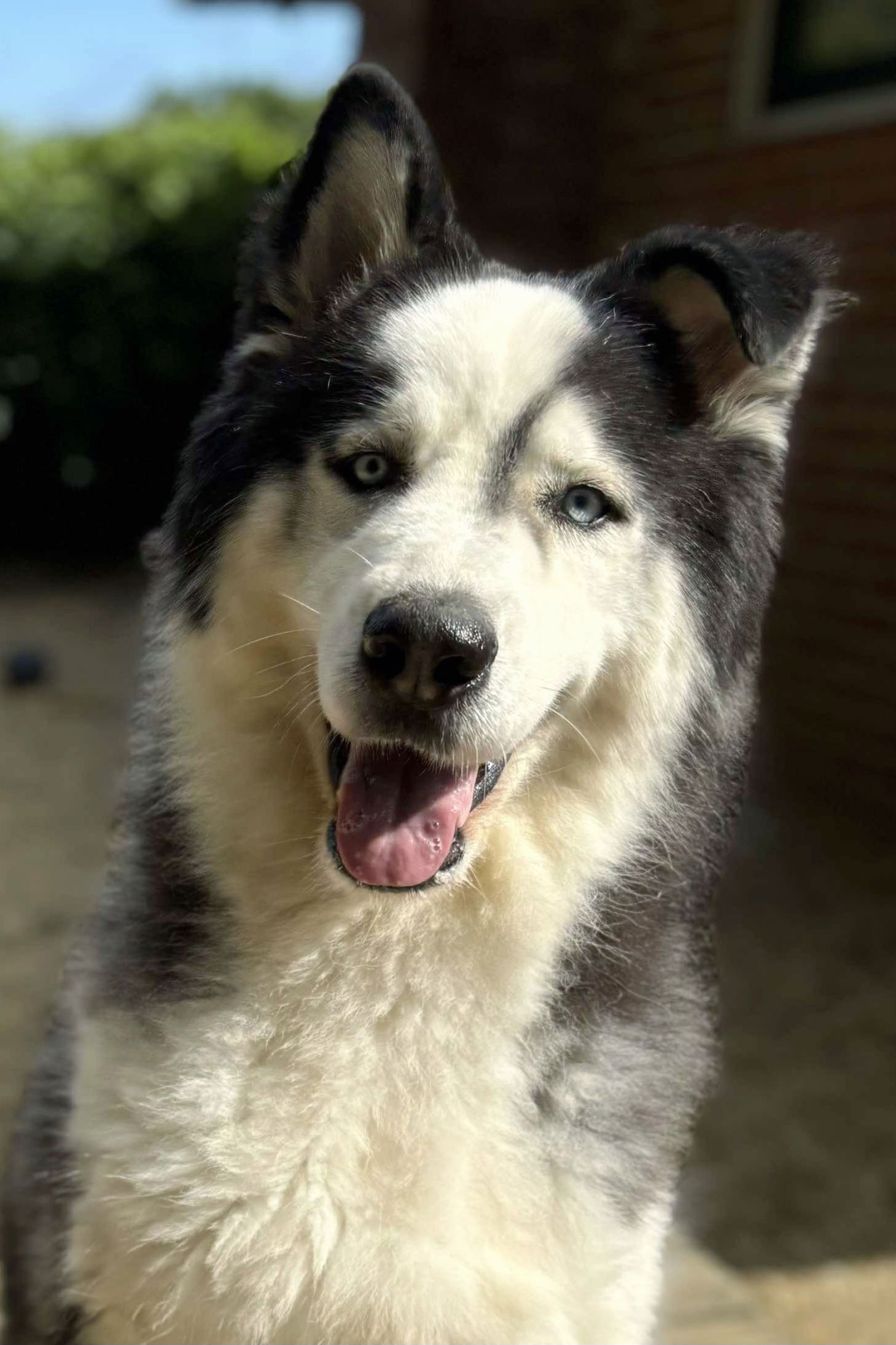 Sampson