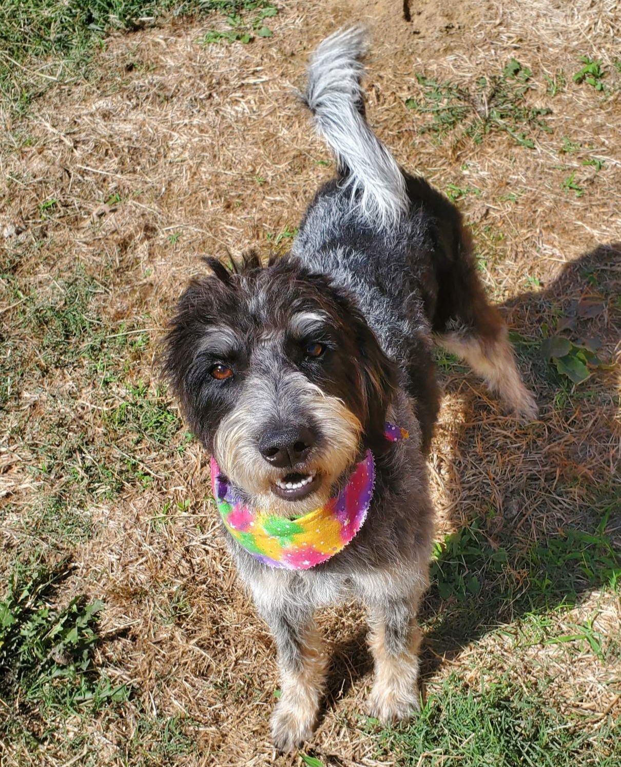GIDGET