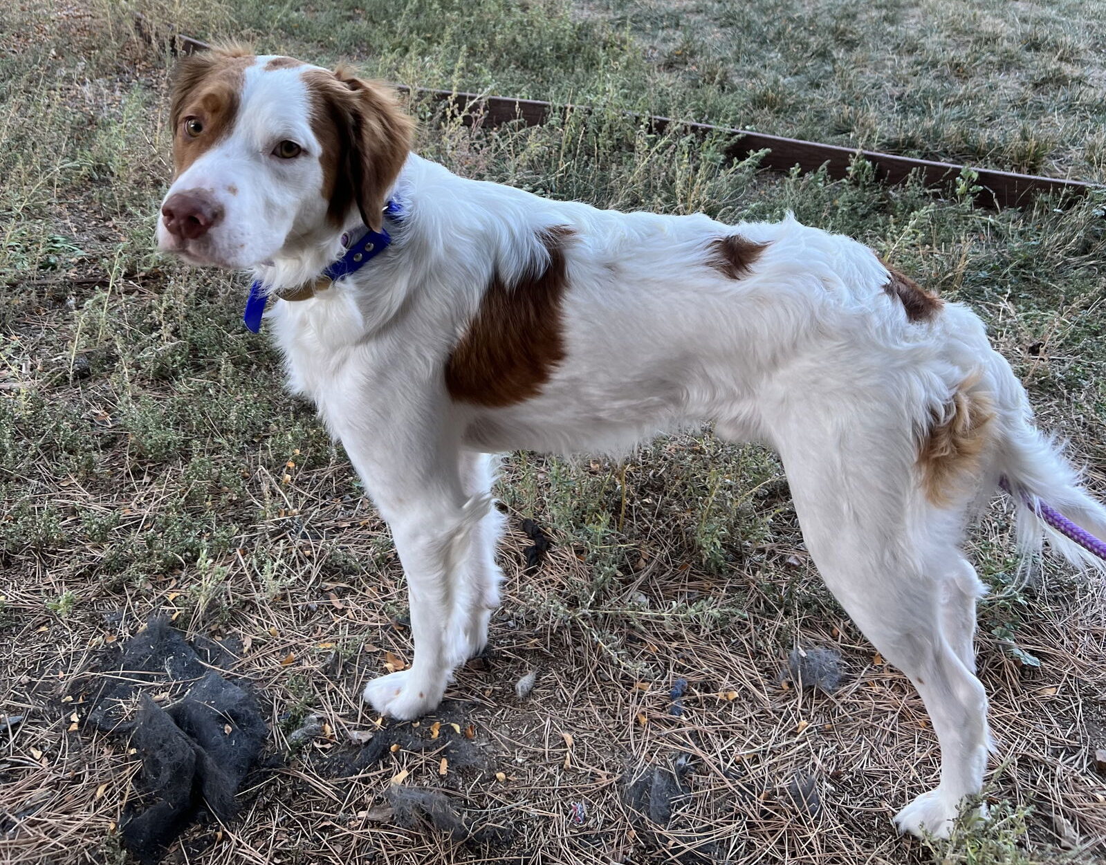 Figge, A Purebred Brittany Spaniel, Is Up For Adoption - Rocky Kanaka