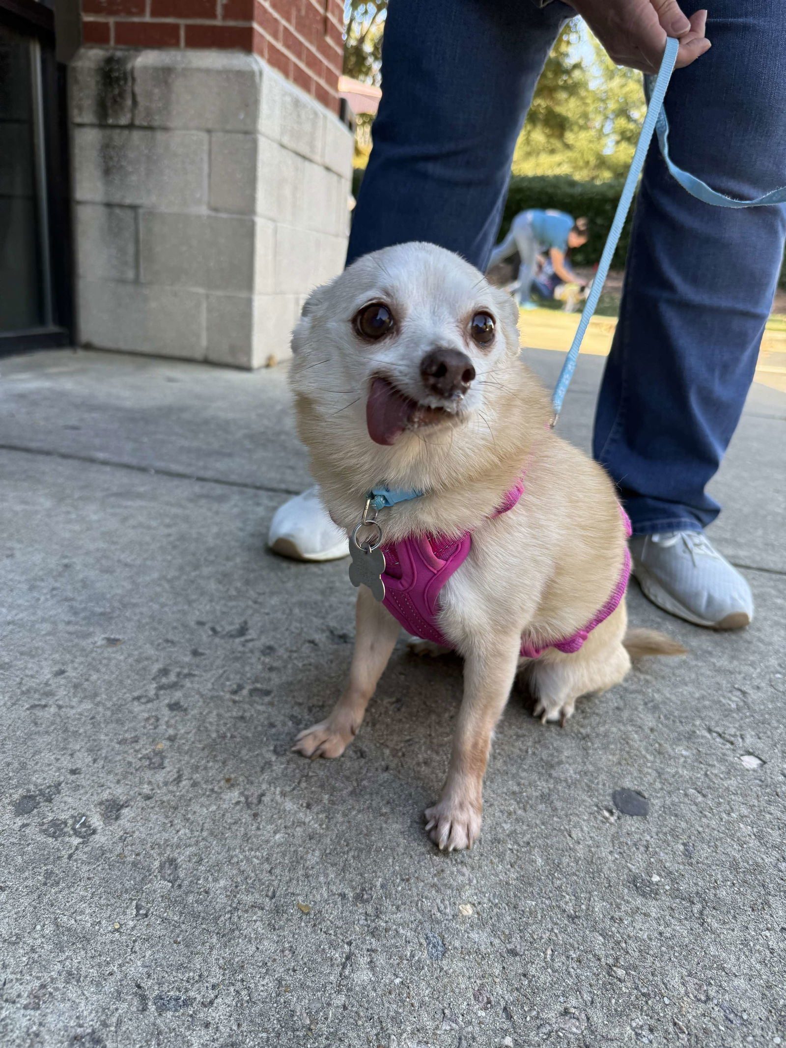 Lil Lady [bonded to Squeaky]
