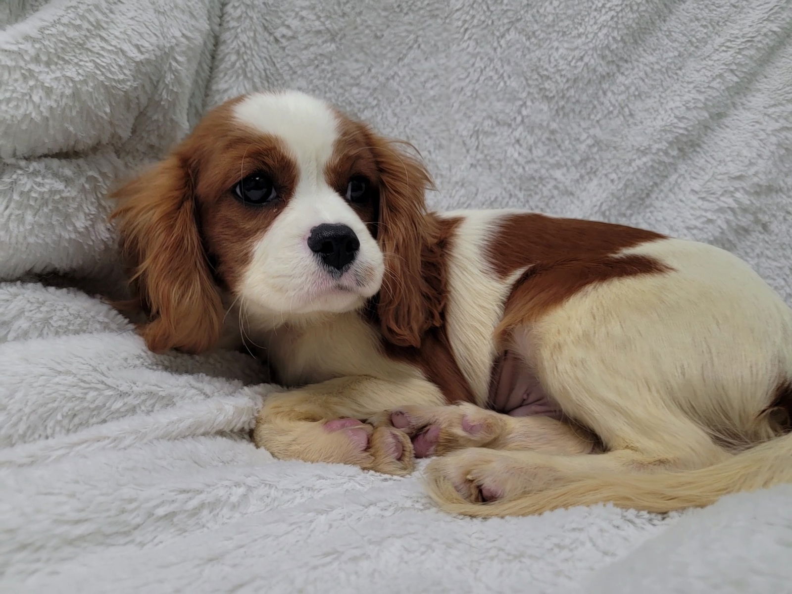 Taco, A Cavalier King Charles Puppy With A Heart Full Of Love, Needs A 