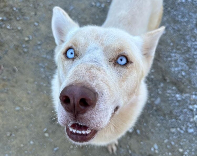 Credit: It Takes A Village No-Kill Rescue