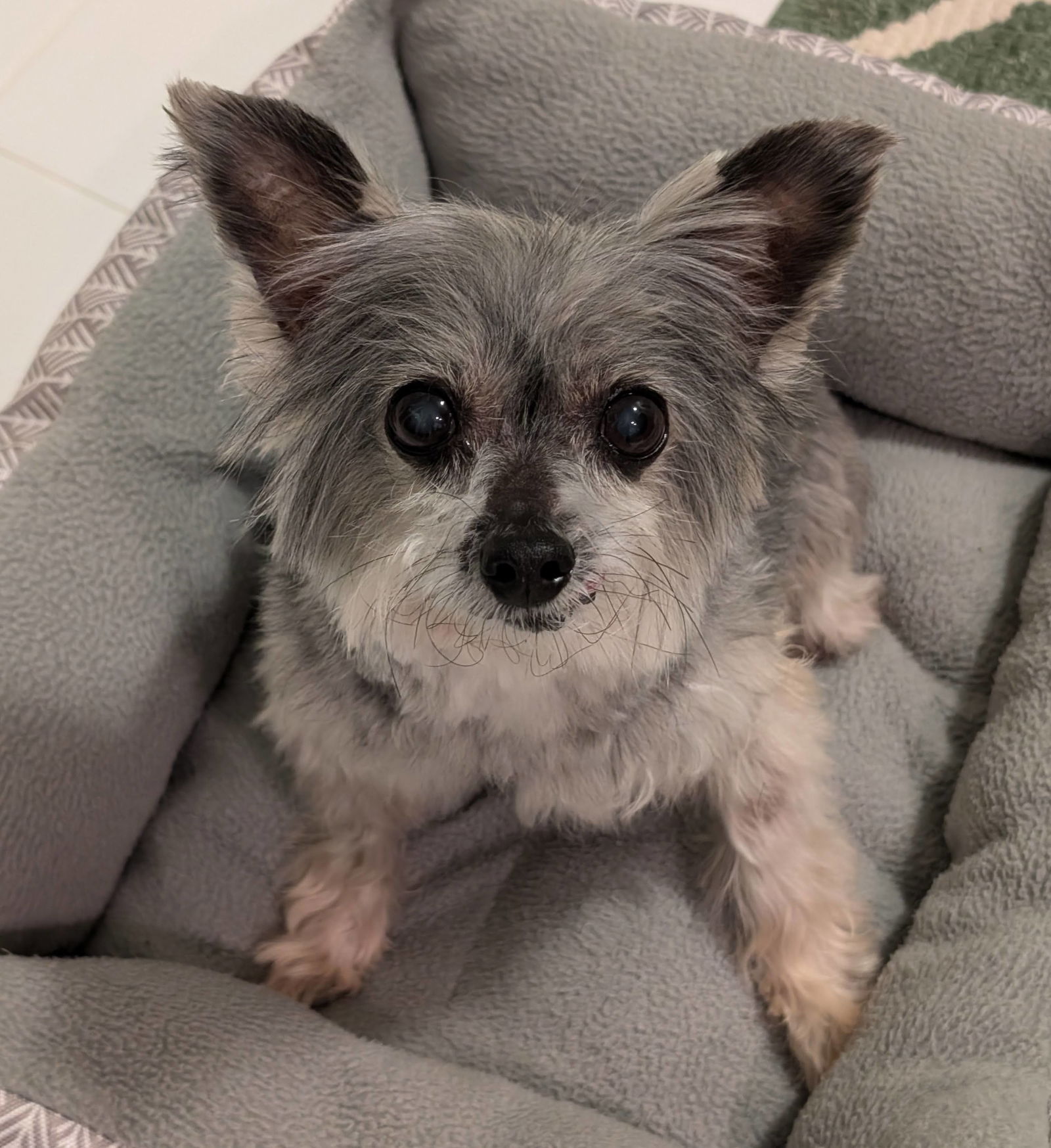 Oscar