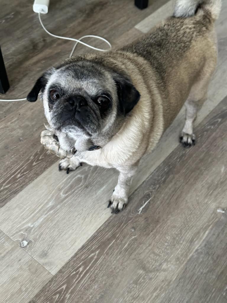 Lily