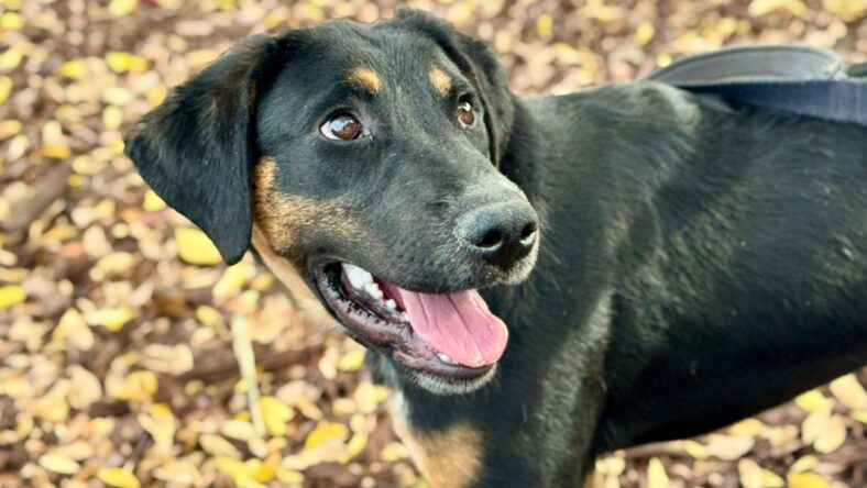 Flynn, With Those Sweet Brown Eyes, Up For Adoption - Rocky Kanaka