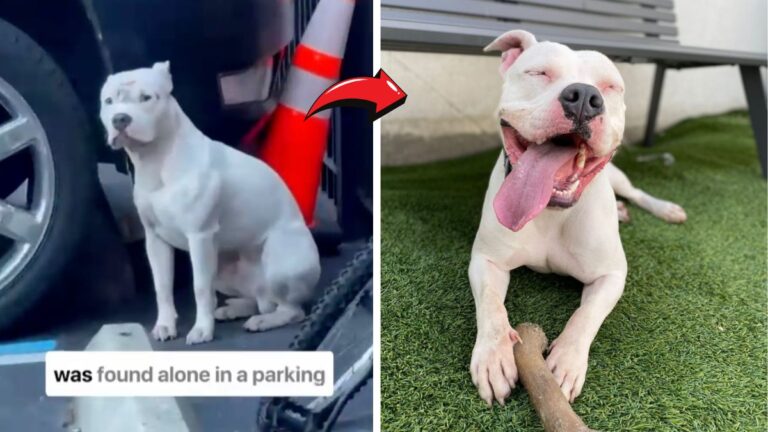 Marshmallow, the Pit Bull Who Survived Abuse, Has Been Waiting Over 10 Months for His Happy Ending.