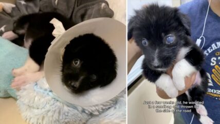 Tiny Puppy Heartlessly Dumped In Sandbag Thought His Life Was Over, Then This Happened 