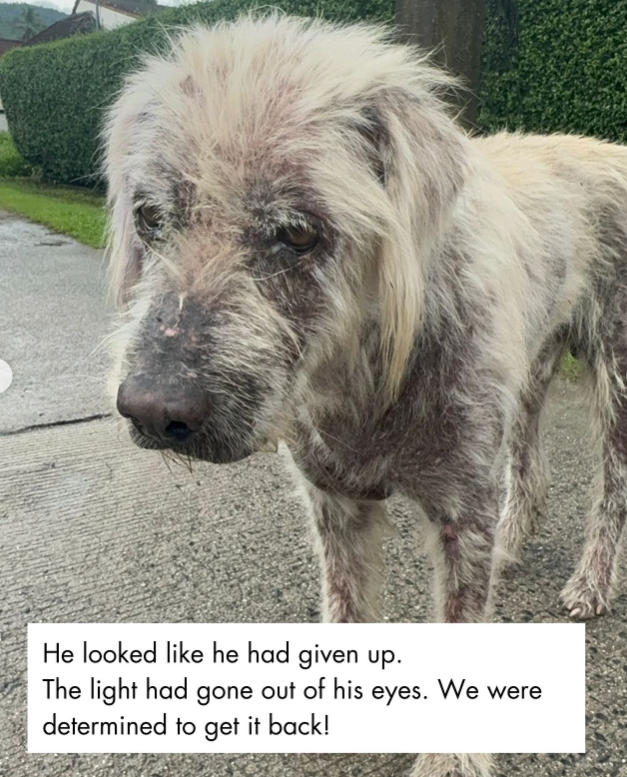 Stray Dog Caught in Raging Storm, Barely Surviving—Then Loving Strangers Changed Everything