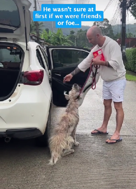 Stray Dog Caught in Raging Storm, Barely Surviving—Then Loving Strangers Changed Everything