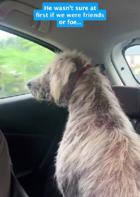 Stray Dog Caught in Raging Storm, Barely Surviving—Then Loving Strangers Changed Everything