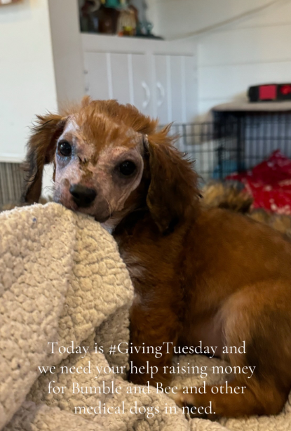 These Puppies Faced a Fatal Diagnosis Until Rescuers Gave Them a Second Chance