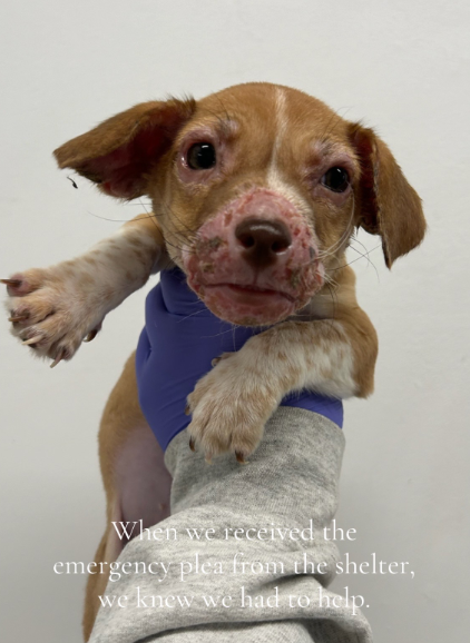 These Puppies Faced a Fatal Diagnosis Until Rescuers Gave Them a Second Chance