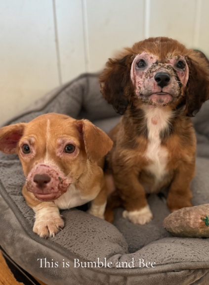 These Puppies Faced a Fatal Diagnosis Until Rescuers Gave Them a Second Chance