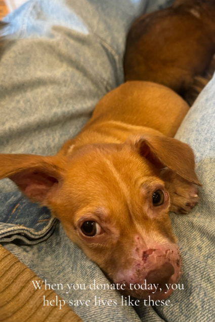 These Puppies Faced a Fatal Diagnosis Until Rescuers Gave Them a Second Chance