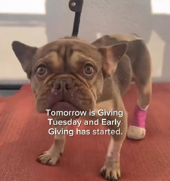 Hit by a Car & Abandoned, This Brave French Bulldog Fought for a Forever Home