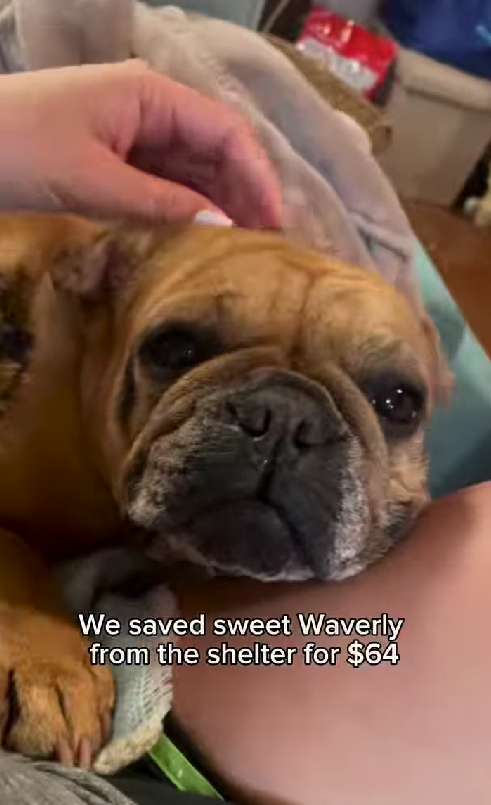 waverly