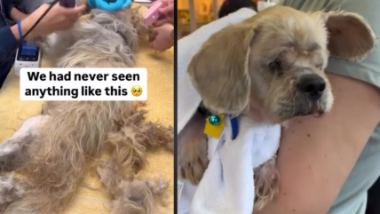 Buried Beneath Pounds of Matted Fur—Watch This Tiny Dog’s Incredible Transformation