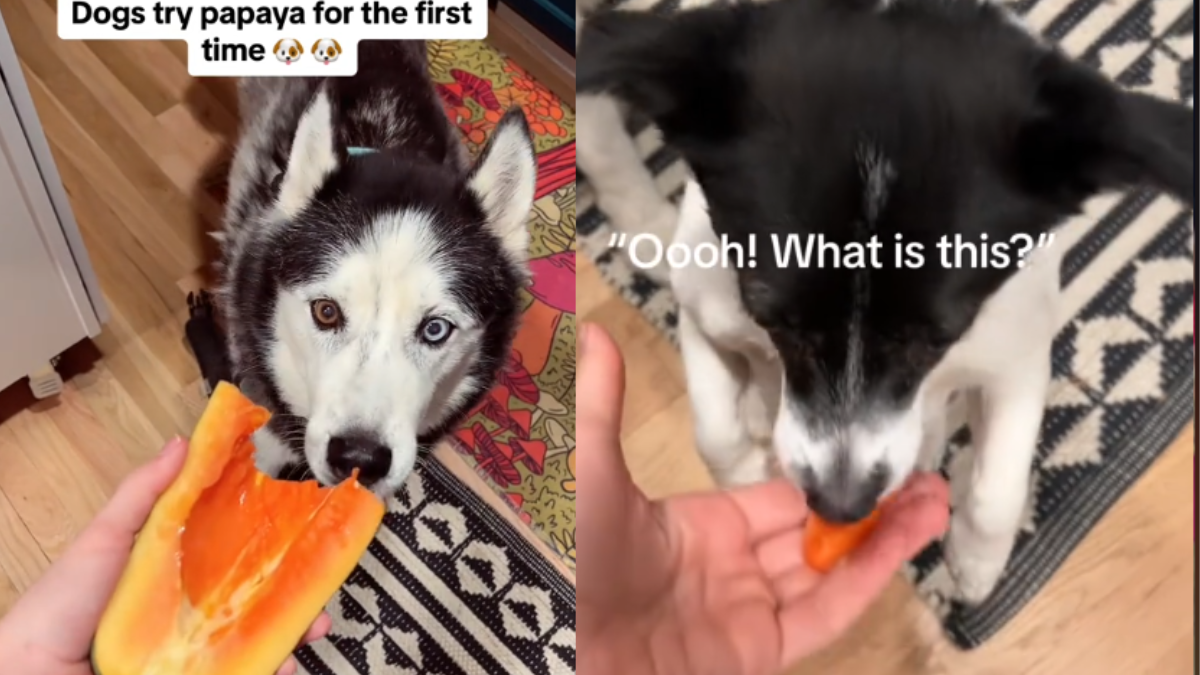 Dogs' Reaction After Trying Papaya Fruit for the First Time Will ...